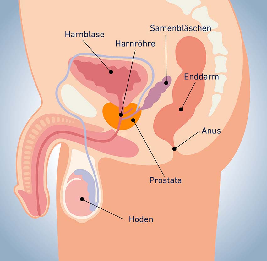 Prostata, Harnblase und Co.: Verschiedene Organe des Urintrakts können Beschwerden verursachen.